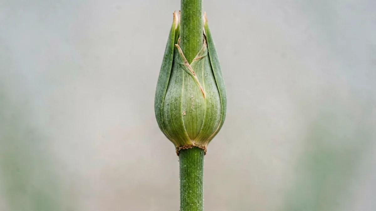 害羞草叶枕结构示意：叶柄基部膨大的叶枕部位特写，叶片处于合拢状态